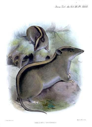 File:Chrotomys whiteheadi.jpg