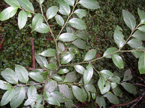 File:Citronella moorei juvenile2.JPG