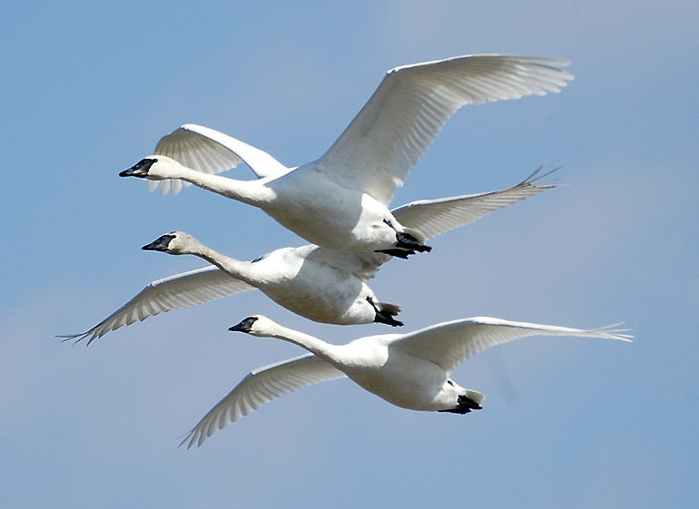File:Cygnus buccinator -Riverlands Migratory Bird Sanctuary, Missouri, USA -flying-8.jpg