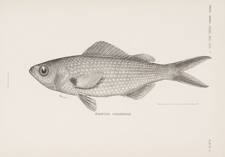 File:Galapagos damsel.jpg