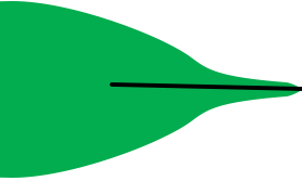 File:Leaf morphology Attenuate.png