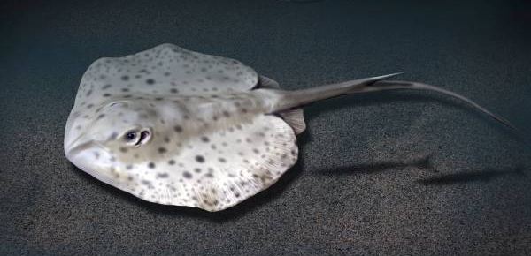 File:Rhombodus NT small cropped.png