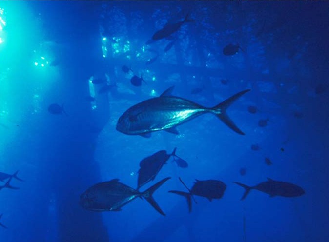 File:Blue runner under platform.jpg