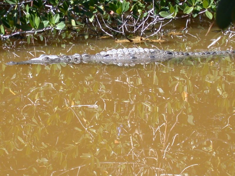 File:Crocodile1134.jpg