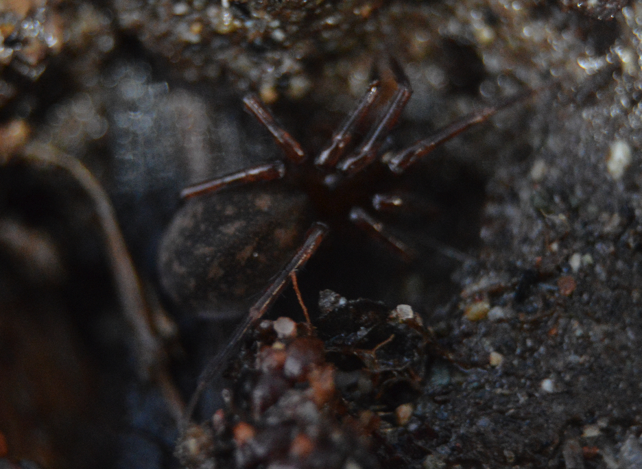 File:Cybaeus sp Federal Way 01242016.jpg