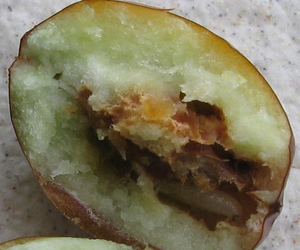 File:Jujube dates worm2.jpg