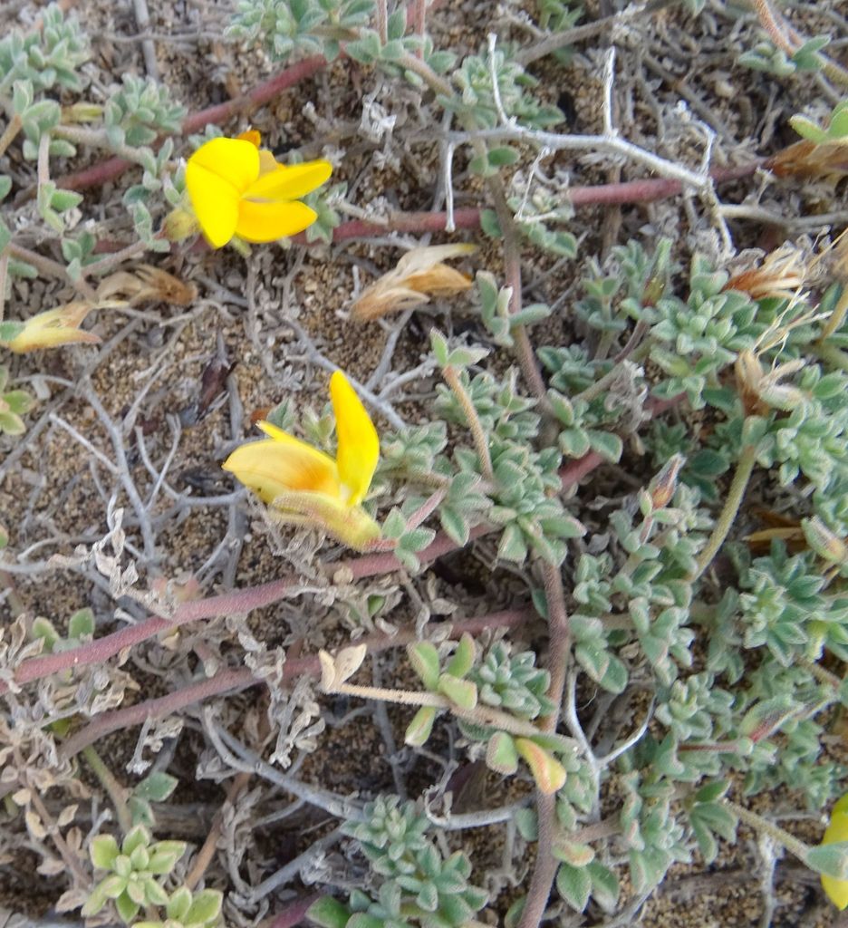 File:Lotus arinagensis.jpg