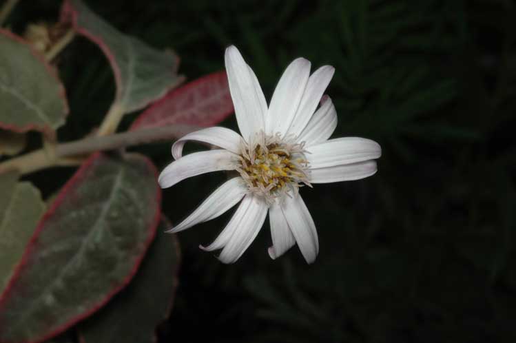 File:Olearia stilwelliae.jpg