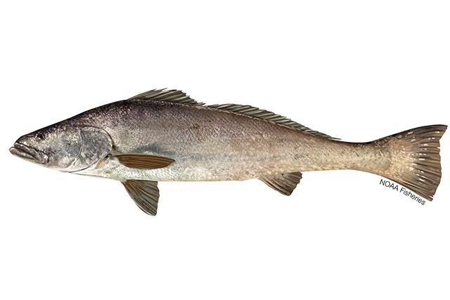 File:Totoaba.jpg