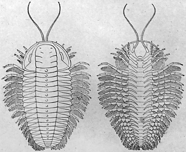 File:Triarthrus becki.jpg