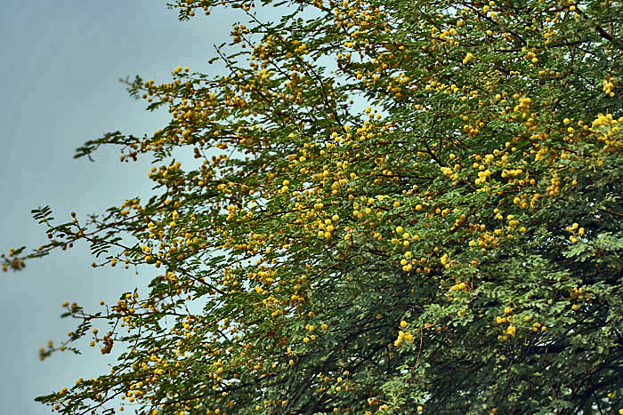 File:Babool (Acacia nilotica) flowers at Hodal W IMG 1248.jpg