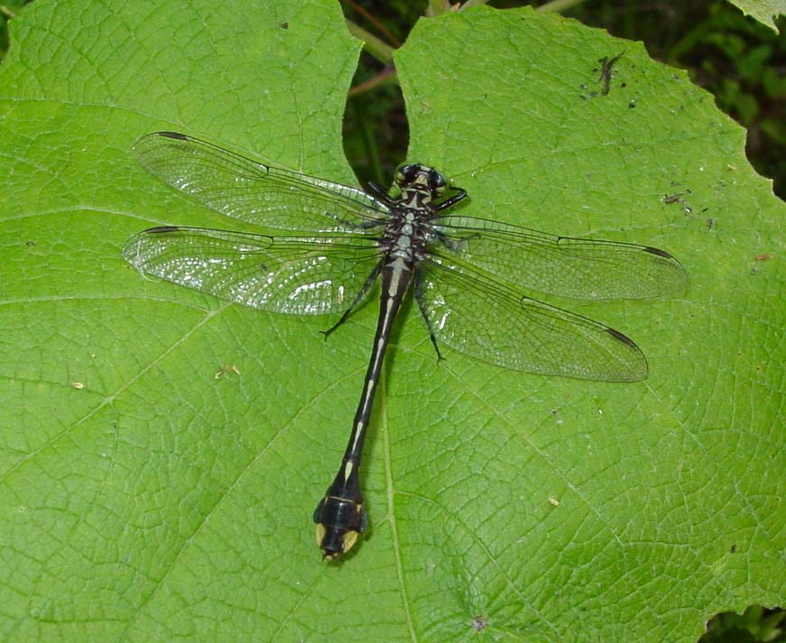 File:Gomphus vastus.jpg