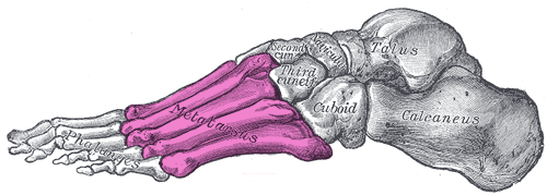 File:Gray291 - Metatarsus.png