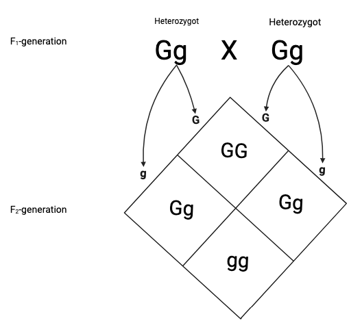File:MonohydrideF1.png