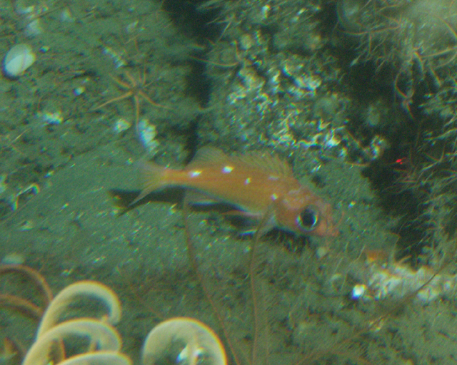 File:Sebastes ensifer.jpg