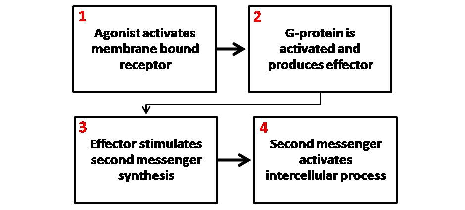 File:Second Messenger Mechanism.jpg