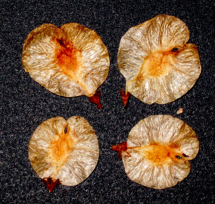 File:U. canescens seeds.jpg