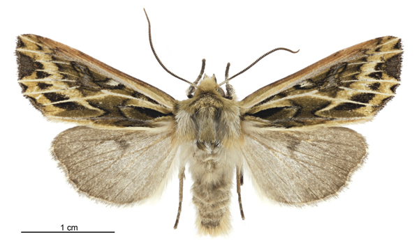 File:Graphania oliveri male.jpg