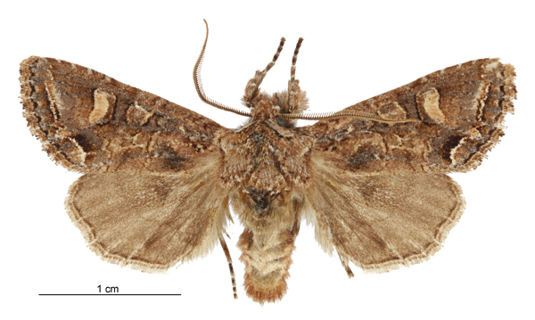 File:Graphania sericata male.jpg