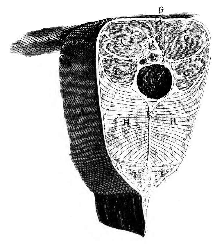 File:Hunter Electric Eel 1775 cross-section.jpg