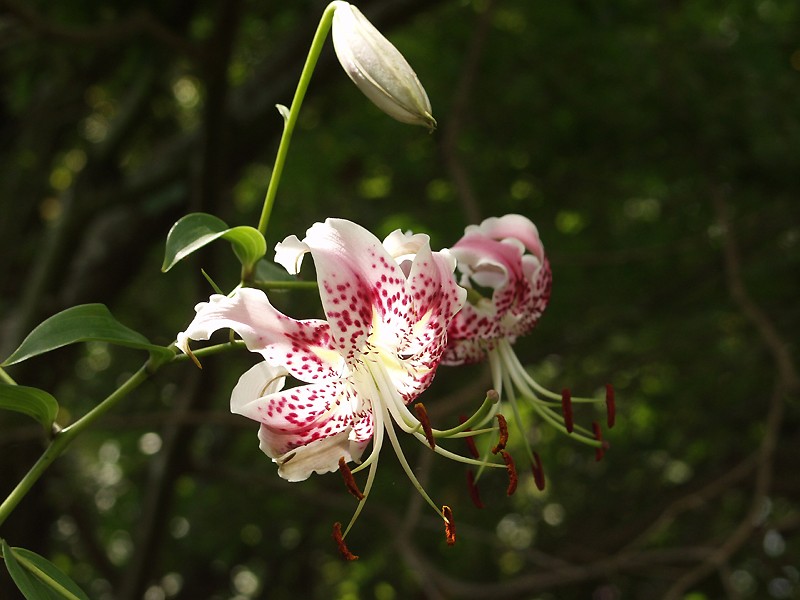 File:Lilium speciosum.jpg