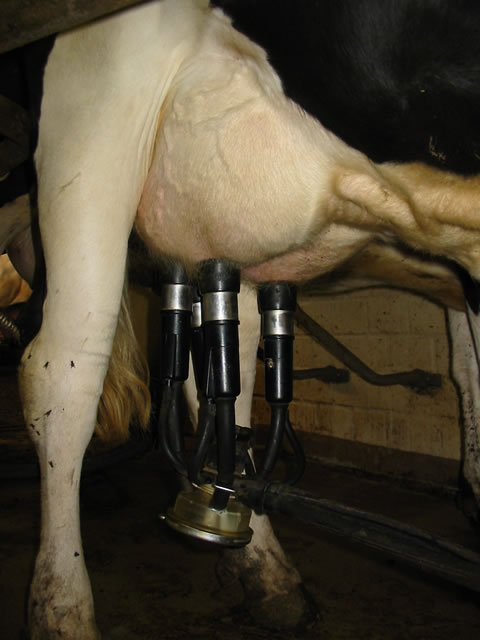 File:Melkgeschirr.jpg
