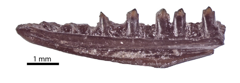 File:Obamadon gracilis jaw fossil.jpg