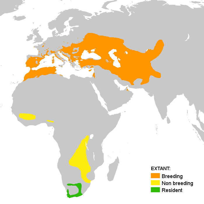 File:Merops apiaster en.png