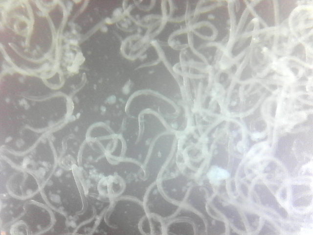 File:Steinernema feltiae.jpg
