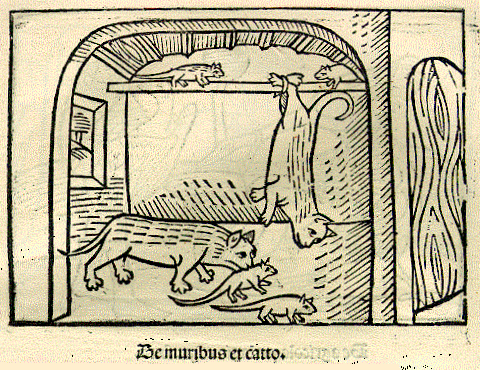 File:Steinhowel cat.gif