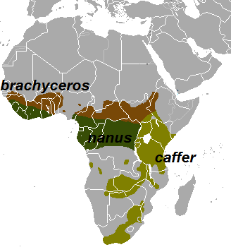 File:Syncerus range map.png
