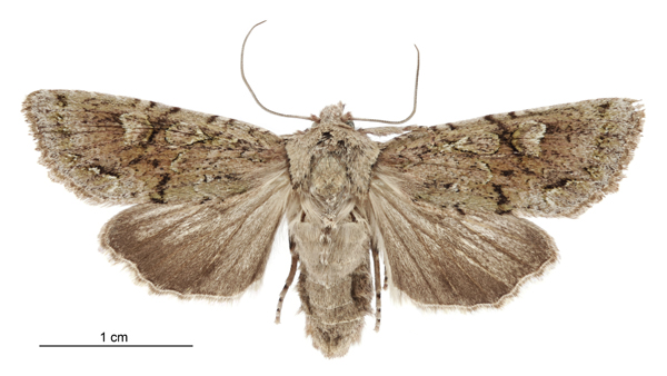 File:Graphania beata female.jpg