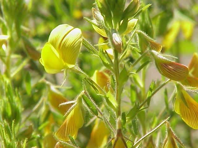 File:Ononis natrix0.jpg