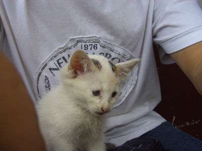 File:Saranz cat.png