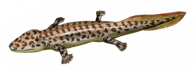 File:Acanthostega BW.jpg
