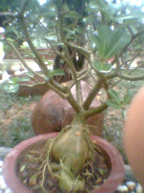 File:Bonsai outroot tree3.jpg