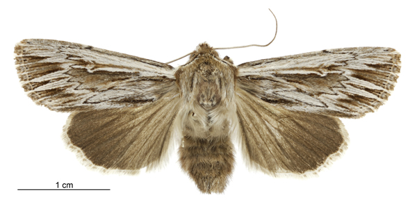 File:Persectania aversa female.jpg