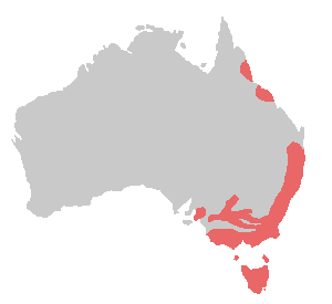 File:Platycercus elegans range.png