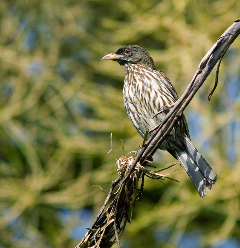 File:Dulus dominicus.JPG