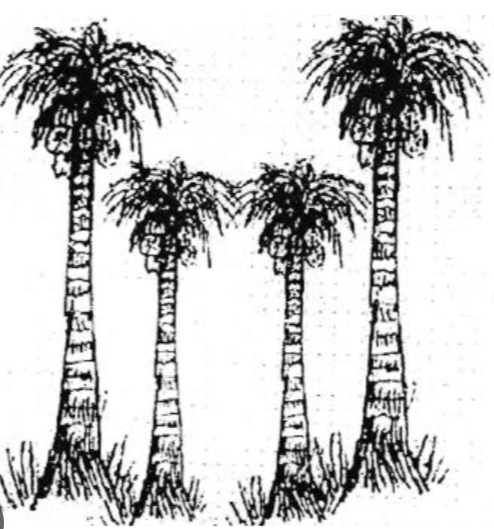 File:Indian Election Symbol Coconut Farm.jpg