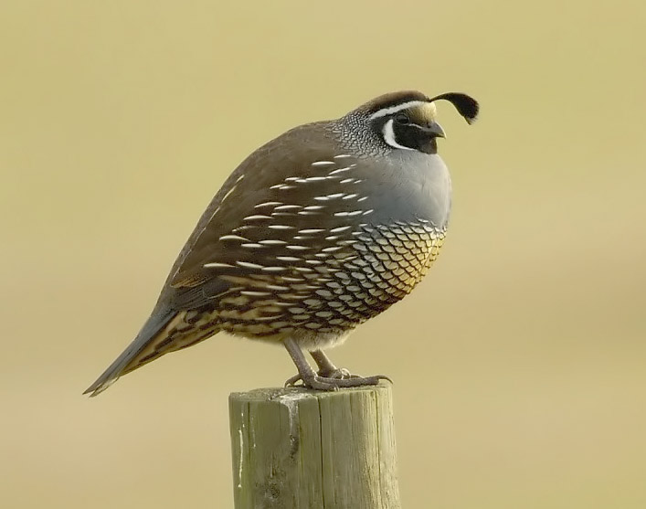 File:California quail.jpg