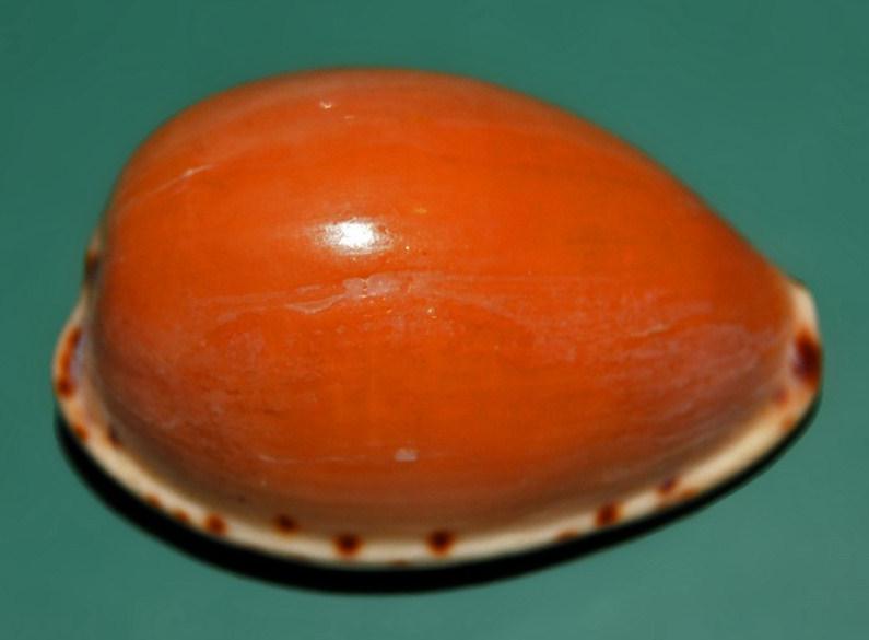 File:Cypraea angustata - Australia-1.JPG