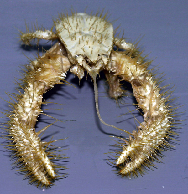 File:Yeti crab.jpg