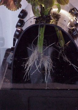 File:Aeroponic-propagation-soft-tissue.jpg