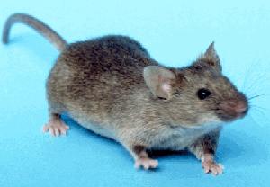 File:House mouse.jpg