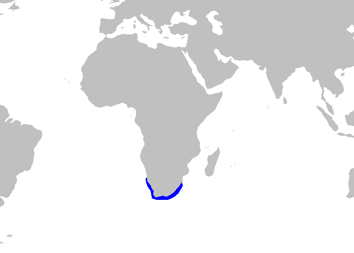 File:Mustelus palumbes distmap.png