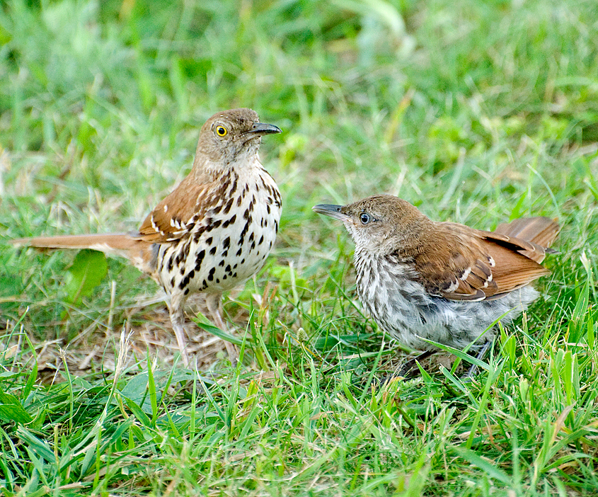 File:Toxostoma rufum -Virginia, USA -adult and juvenile-8.jpg