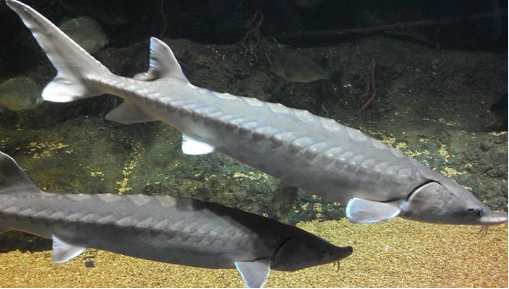 File:Atlantic sturgeon.PNG