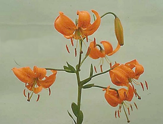 File:Lilium amabile.jpg
