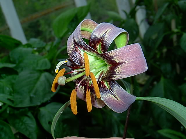 File:Lilium primulinum var.jpg